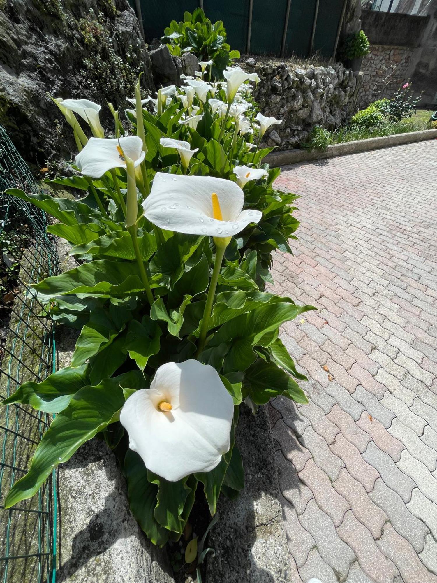 Le Calle Holiday Apartments Torbole Sul Garda Εξωτερικό φωτογραφία